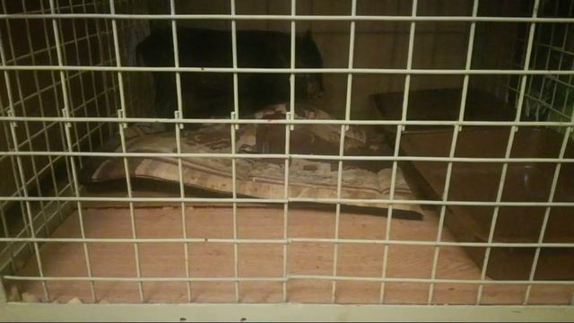 Мини Пиг Ест Дома В Квартире Вольере! смотреть онлайн