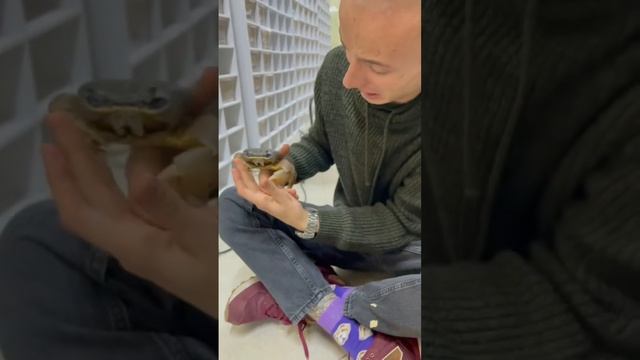 Я завёл пальмового вора)) краб без одной лапки? смотреть онлайн