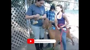 Fun with Goat