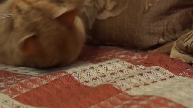 Рыжий кот разговаривает с человеком