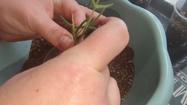 хойя Линеарис - посадила черенки. Спатифиллум вернул вариегатность. смотреть онлайн