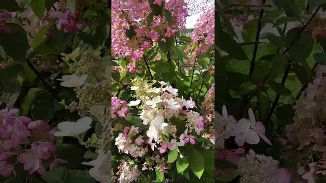 15.09.2022 Красивые цветы в Мегапарке и пчёлки. ми ми ми смотреть онлайн