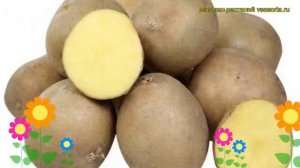Картофель семенной Великан. Краткий обзор, описание характеристик, где купить картофель