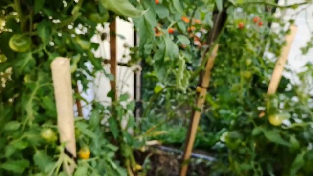 Томаты в теплице: супер черри и чудо земли / неурожайные банановые ноги - цена и качество? смотреть онлайн