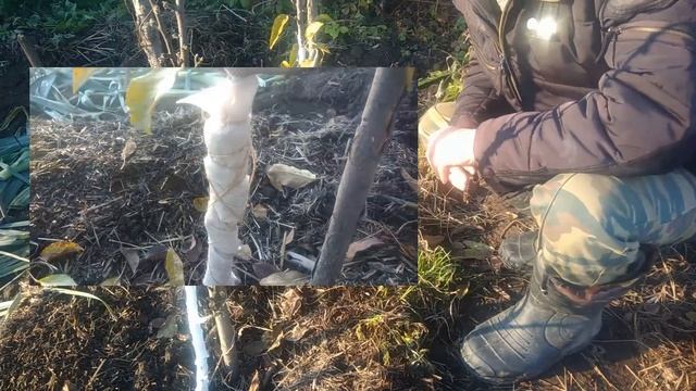 Как подготовить и защитить молодые яблони от мышей зимой смотреть онлайн