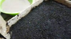 ОБРИЕТА выращивание из семян. обриета посев семенами сеем семенами обриета многолетник посев.mp4