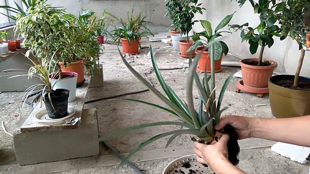Как вырастить два ананасовых растения из одного плода смотреть онлайн