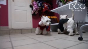 Груминг вест халенд вайт терьера. Стрижка собак