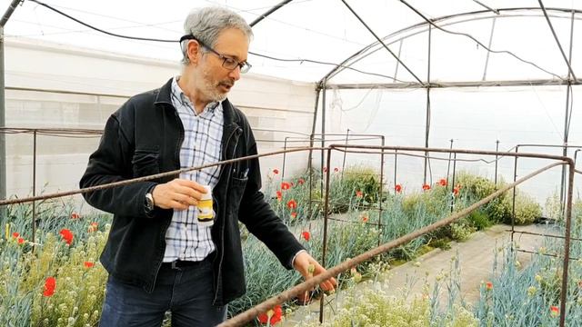 Control biológico en fresón, clavel y gerbera смотреть онлайн