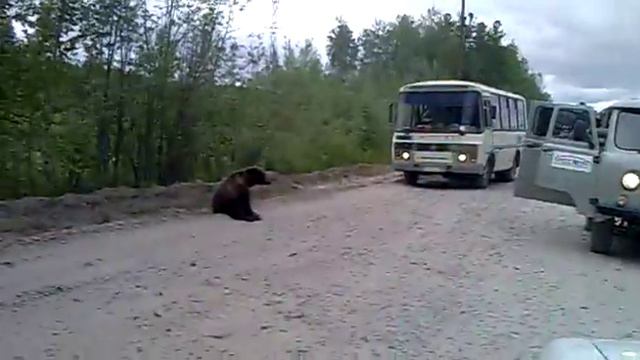 Медведи приразломного смотреть онлайн