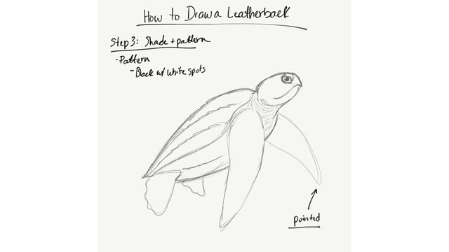 Draw a Leatherback Sea Turtle смотреть онлайн