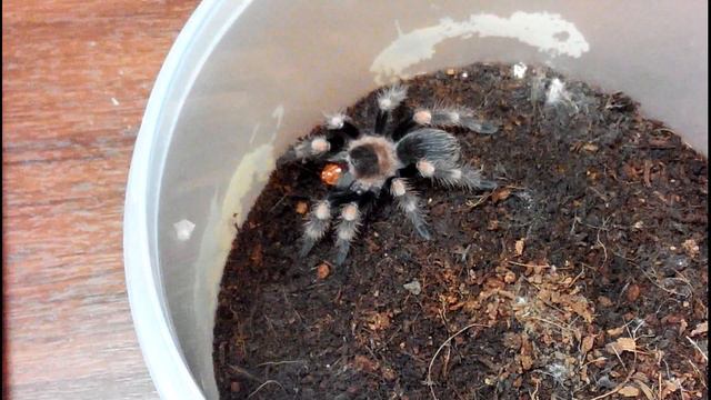 Brachypelma smithi наконец поела, после 3 недель голодовки. смотреть онлайн