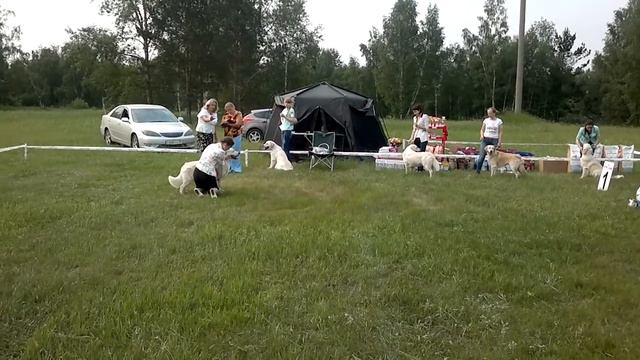 моно голденов кобели юниоры ч.1