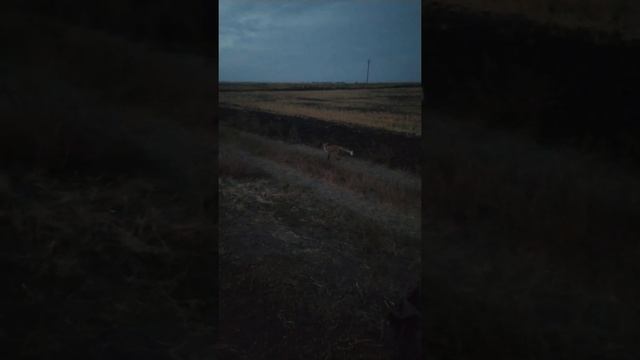 Хитрая лиса пришла к людям.Фауна Сарыкольского района.