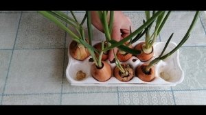 Хорошая идея! Зеленый лук в яичном лотке на подоконнике.