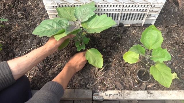 СЕКРЕТЫ ФОРМИРОВАНИЯ ПАСЫНКОВАНИЯ БАКЛАЖАН смотреть онлайн