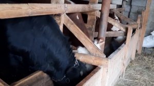 Кормим бычков на привязи 4 мес.