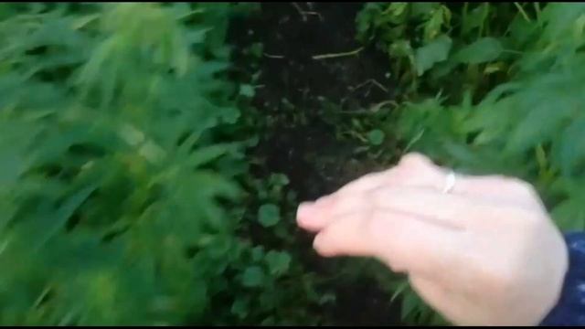 VLOG: НАС СОЖРАЛИ КОМАРЫ / РЫБАЛКА НА ИРТЫШЕ / ЗАГОТОВКА ВЕНИКОВ / ОТДЫХАЕМ С РОДИТЕЛЯМИ смотреть онлайн