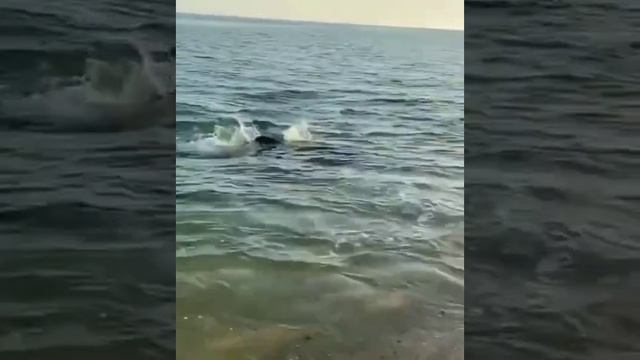 Дельфин. Черное море. Крым. смотреть онлайн