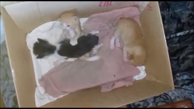 Котятам 15 дней. Кошка с котятами смотреть онлайн
