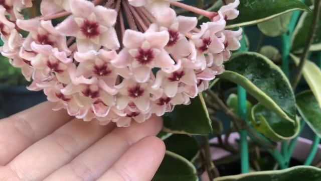 Мои хойи и как я их выращиваю. Хойя Белла, хойя карноза, хойя пубикаликс и др . 10 хой за 10 минут