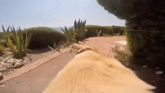 Радостный пёс бежит купаться / Happy Dog