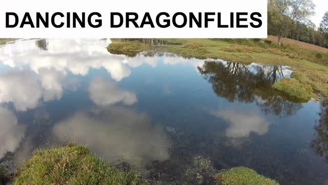 NEW FOREST WALK : BURLEY (NEW FOREST NATIONAL PARK)