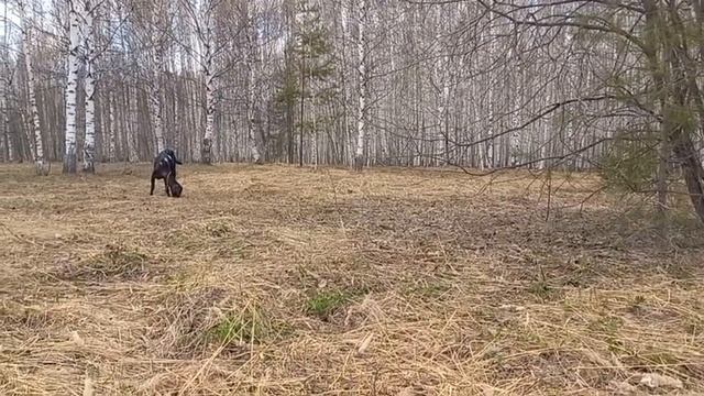 Вылечили кетоз у козы, горе хозяева. смотреть онлайн