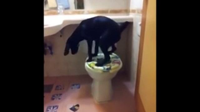 Такого вы точно не видели ! Собака ходит в туалет как человек, не забывая смыть за собой смотреть онлайн