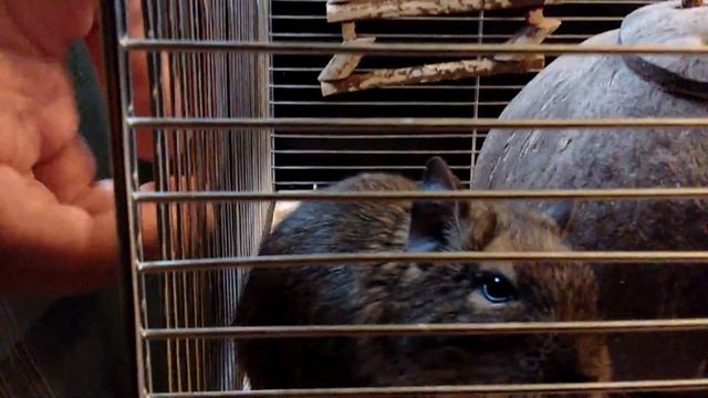 Дегу! Грызуны! Домашние животные! Дерутся! xD смотреть онлайн