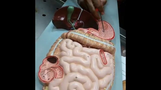 GIT Model (1) смотреть онлайн