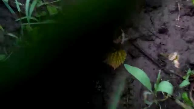 Виноград АГАТ ДОНСКОЙ поэтапное развитие куста за участком (2 часть) смотреть онлайн