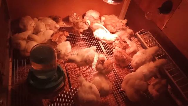 Переселение цыплят в более просторный брудер. смотреть онлайн