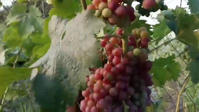 Элегия мускатная неукрывная форма винограда 28 июля 2021. Виноградник Щереденкова В. А. смотреть онлайн