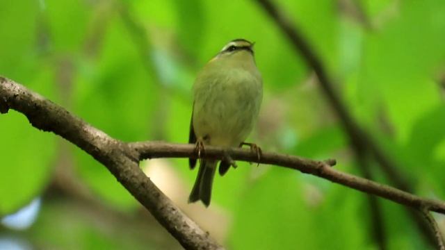 1007. Králíček ohnivý, Common Firecrest, Sommergoldhähnchen, Красноголовый королёк,Zniczek zwyczajn смотреть онлайн