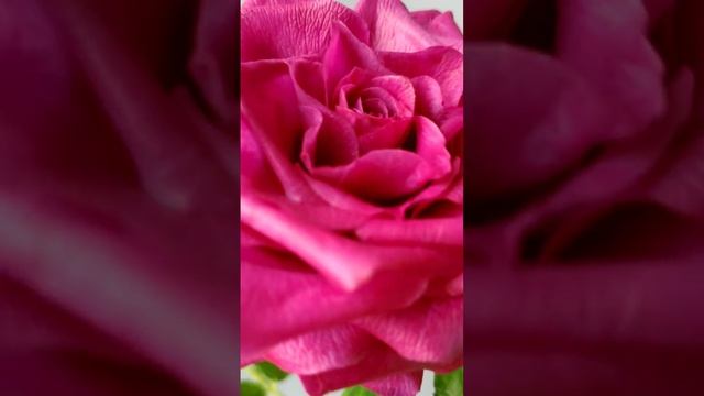 Большая роза из холодного фарфора. смотреть онлайн