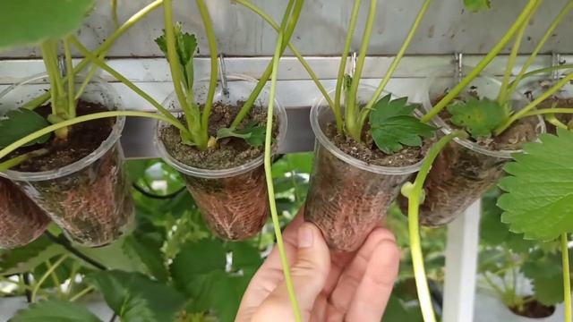 Лучшая рассада клубники. смотреть онлайн