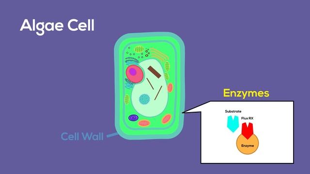 Fluconazole for Green Hair Algae & Bryopsis: How To Treat Your Tank with Flux Rx from Blue Life USA смотреть онлайн