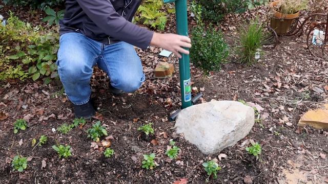 All About Daffodils смотреть онлайн