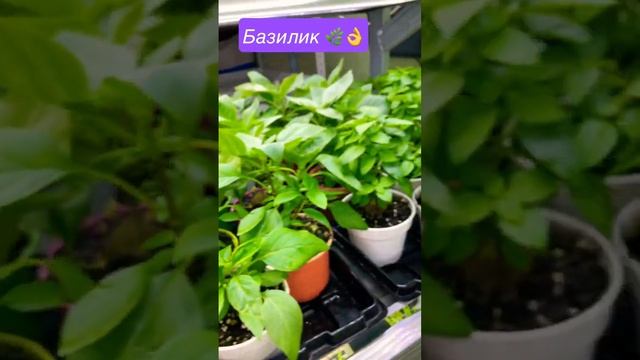 Базилик в горшках на грунте ??? смотреть онлайн