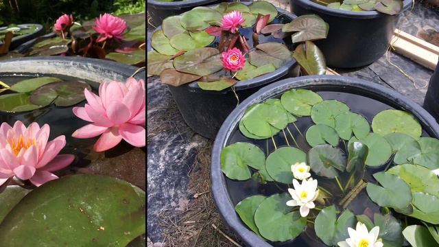 Королева водоёма смотреть онлайн