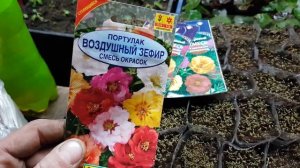 ПОРТУЛАК выращивание ИЗ семян. когда сажать на рассаду. портулак из семян на рассаду