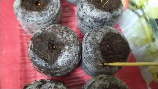 Как использовать и чем полезныторфяные таблетки??