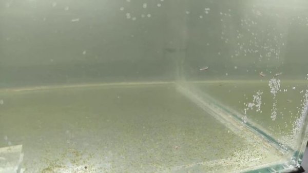 Запускаем взрослую артемию в новую банку.  Artemia salina.