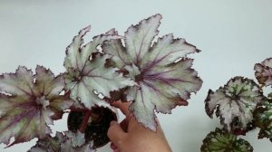 Мои декоративно-лиственные бегонии 2-я часть. (Begonia)