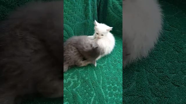 Две разные расы смотреть онлайн