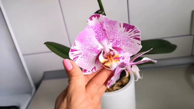 Орхидея Phalaenopsis Singolo Синголо трансформация от покупки до домашнего цветения🌺 смотреть онлайн