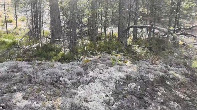 Швеция, и её природа. Гуляю по горам. Рассказываю про АНТИКВАРИАТ, где можно купить смотреть онлайн