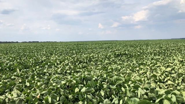 Технологія вирощування сої, сам собі агроном! смотреть онлайн