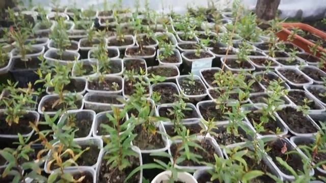 гранат из косточки 2 смотреть онлайн